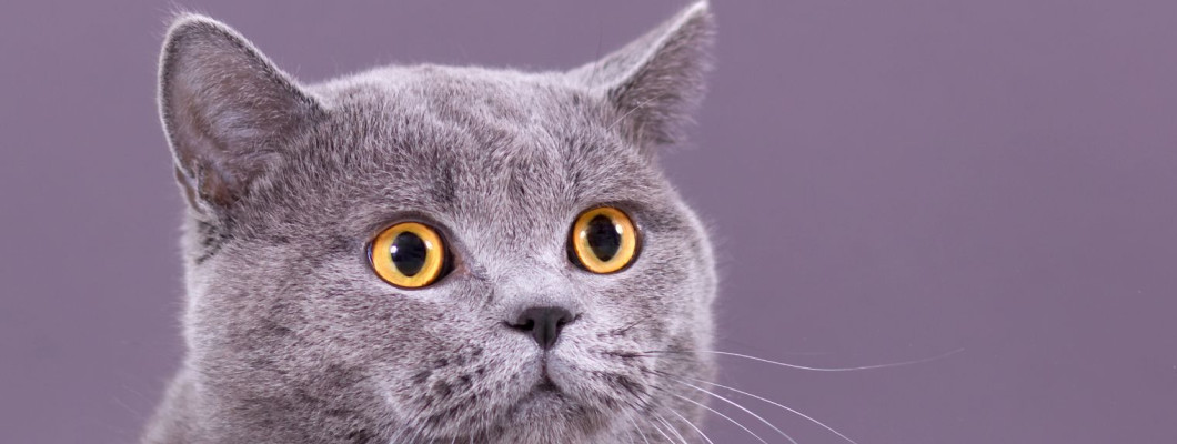 貓咪上完廁所不蓋貓砂是生病了？出現這種狀況才需要帶去看醫生