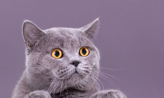 貓咪冷知識特輯